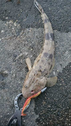 マゴチの釣果