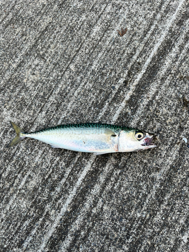 サバの釣果