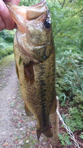 ラージマウスバスの釣果