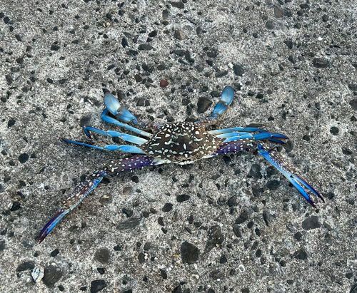 タイワンガザミの釣果