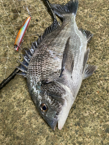 チヌの釣果