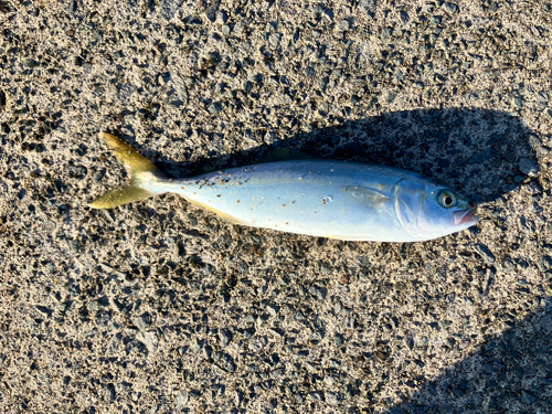 ワカシの釣果