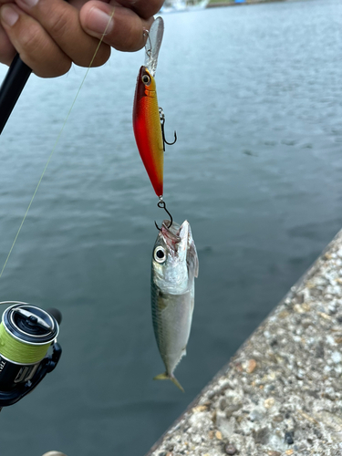 サバの釣果