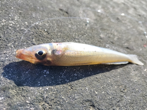 キスの釣果