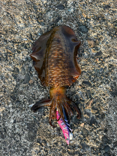 アオリイカの釣果