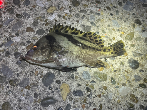 コショウダイの釣果