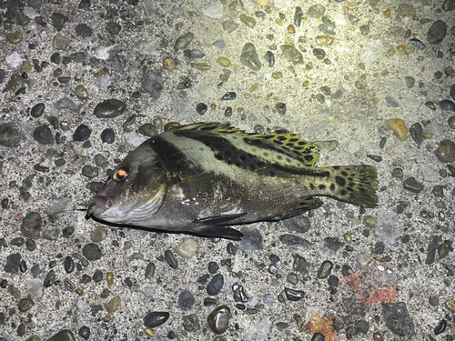 コショウダイの釣果