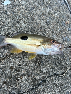 クロホシフエダイの釣果