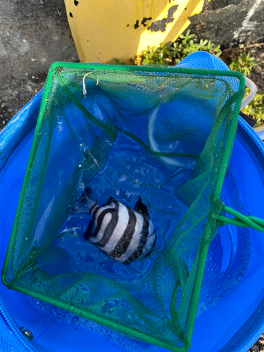 イシダイの釣果