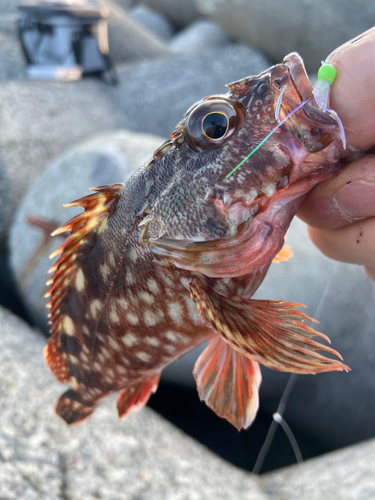 カサゴの釣果