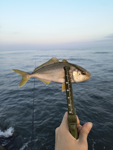 カンパチの釣果