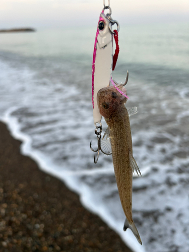 エソの釣果