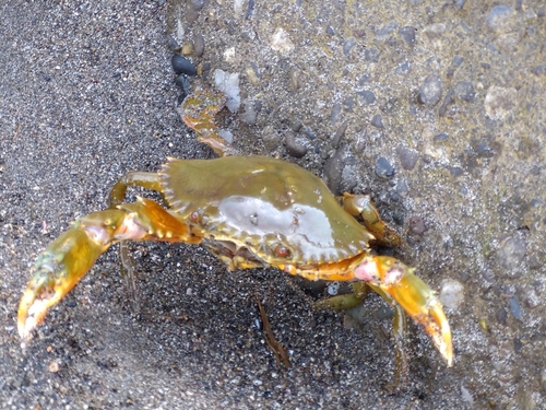 トゲノコギリガザミの釣果