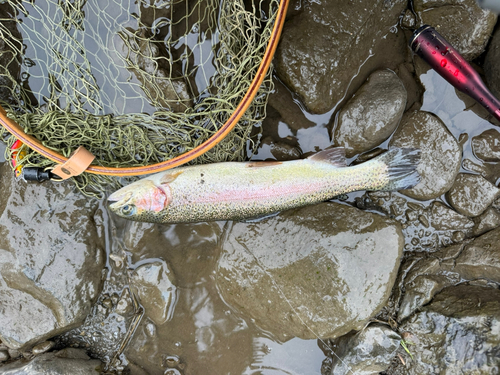 ニジマスの釣果