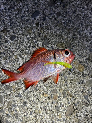 アカマツカサの釣果