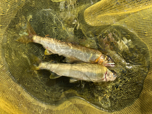 アユの釣果