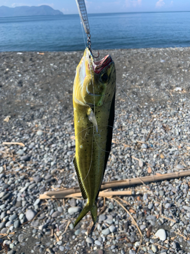 シイラの釣果