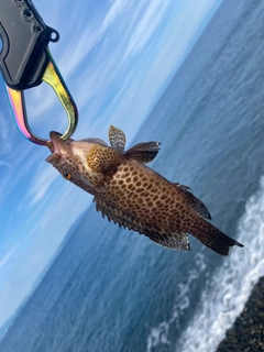 オオモンハタの釣果