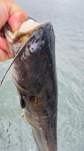 ナマズの釣果