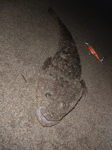 マゴチの釣果