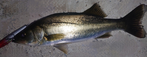 シーバスの釣果