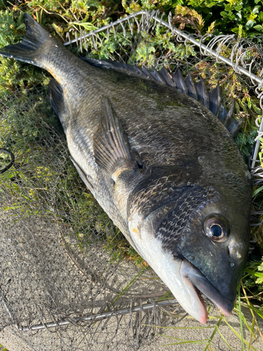 チヌの釣果