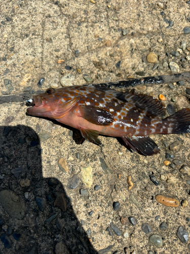 キジハタの釣果