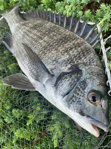 チヌの釣果