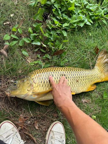 コイの釣果