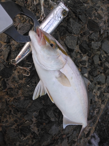 ネリゴの釣果