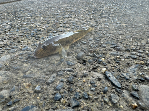 マハゼの釣果