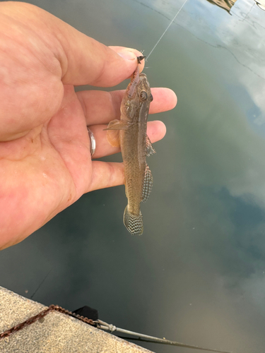 マハゼの釣果