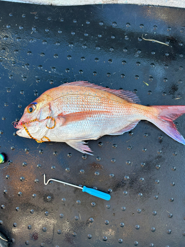 マダイの釣果