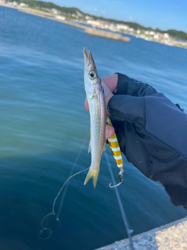 カマスの釣果