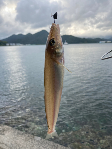 シロギスの釣果