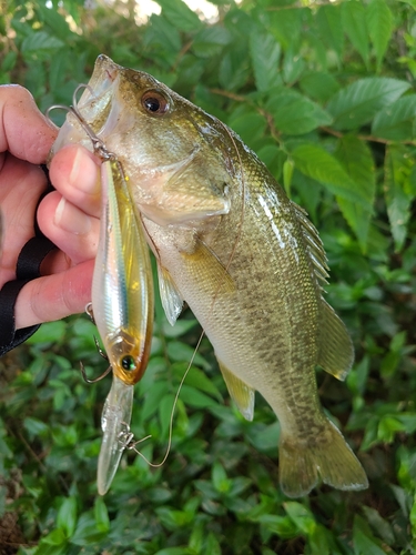 ラージマウスバスの釣果