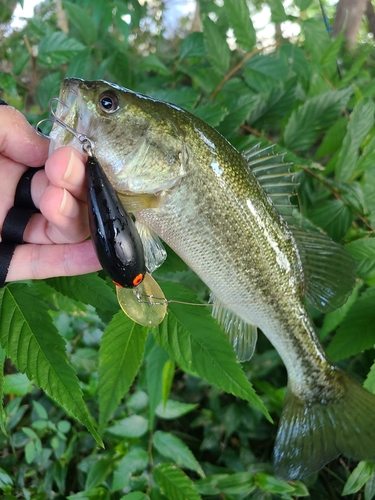 ラージマウスバスの釣果