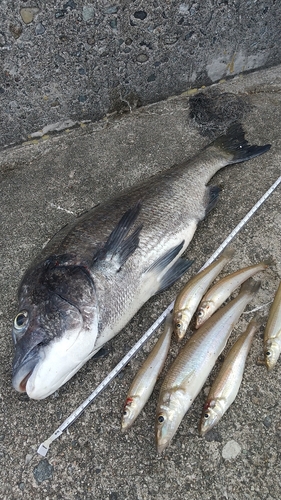 クロダイの釣果