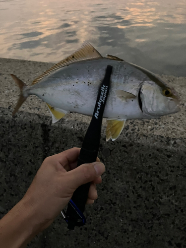 ネリゴの釣果