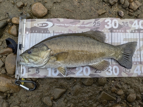 スモールマウスバスの釣果