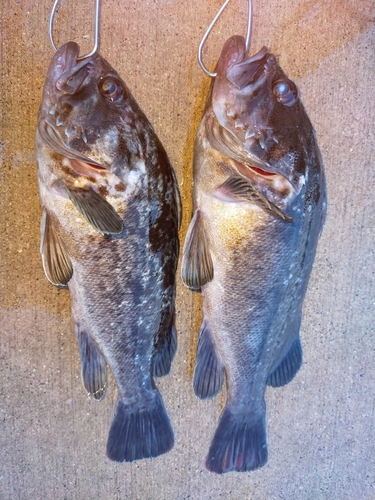 クロソイの釣果