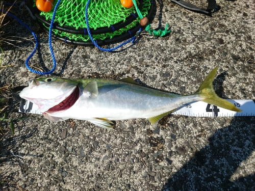 ヤズの釣果