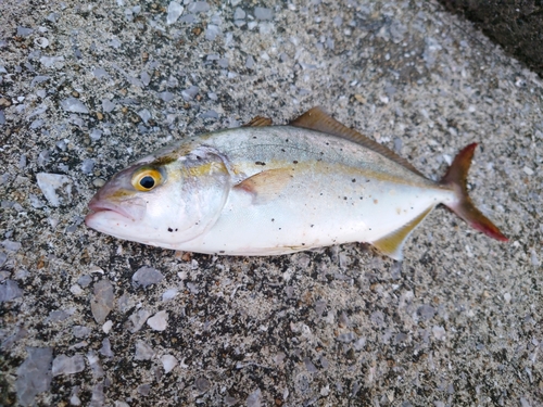 ネリゴの釣果