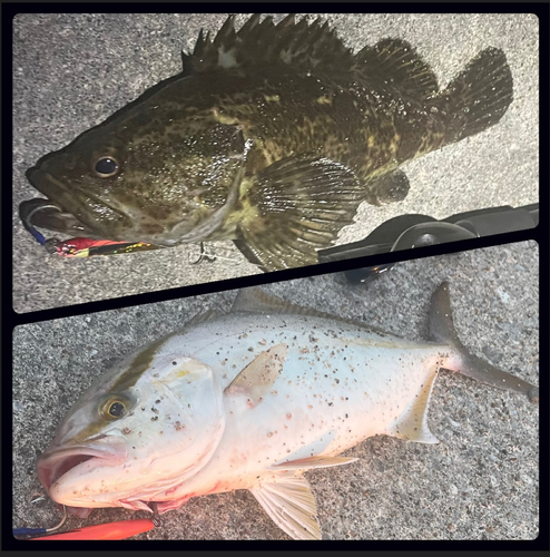 タケノコメバルの釣果