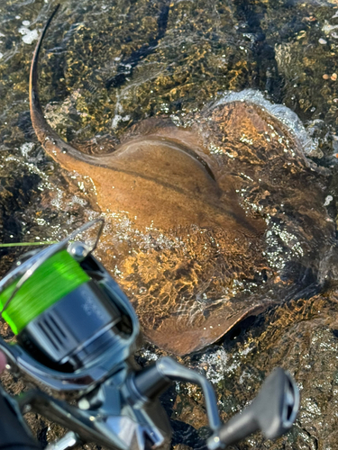 アカエイの釣果