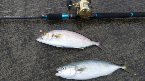 ショゴの釣果