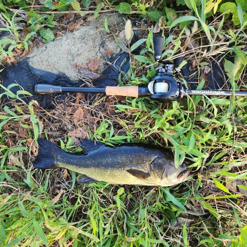 ブラックバスの釣果