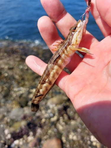 キスの釣果