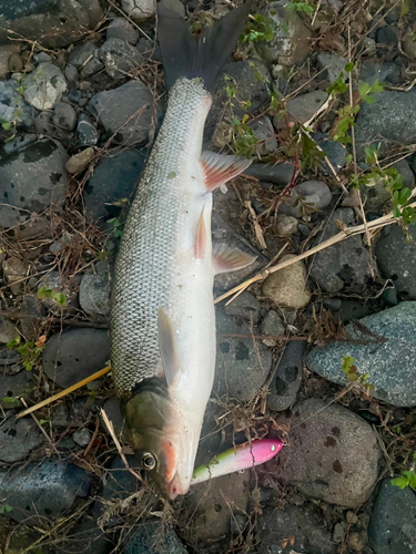 ウグイの釣果