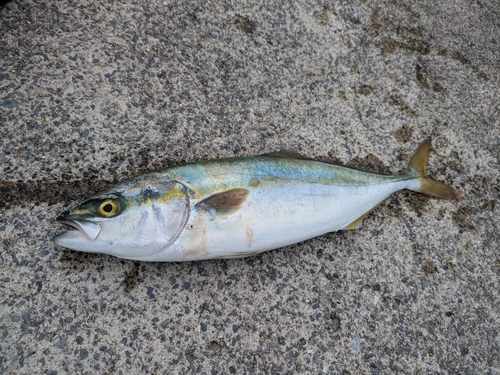 イナダの釣果